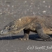 dragon_komodo_hsb_rinca_h_1755_kom4105.jpg